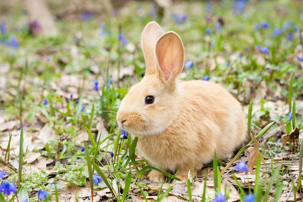 Un claro de flores de primavera azul con un pequeño conejo rojo esponjoso, un conejito de Pascua, una liebre en un prado