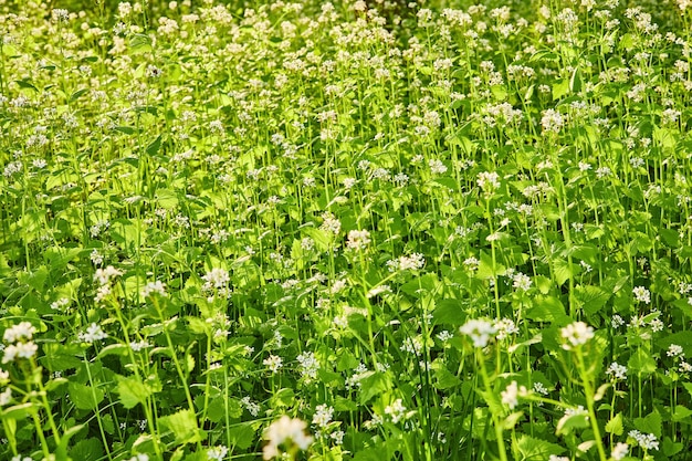 Claro de flores silvestres de primavera