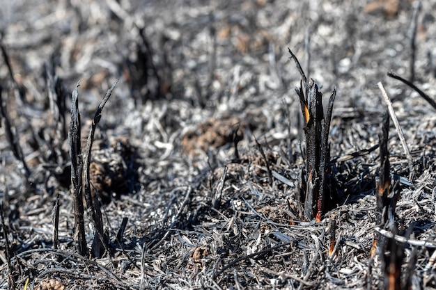 Claro tras incendio con hierba quemada y ramas negras de plantas.