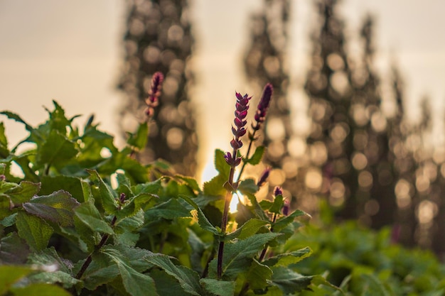 Clary sage field amanhecer