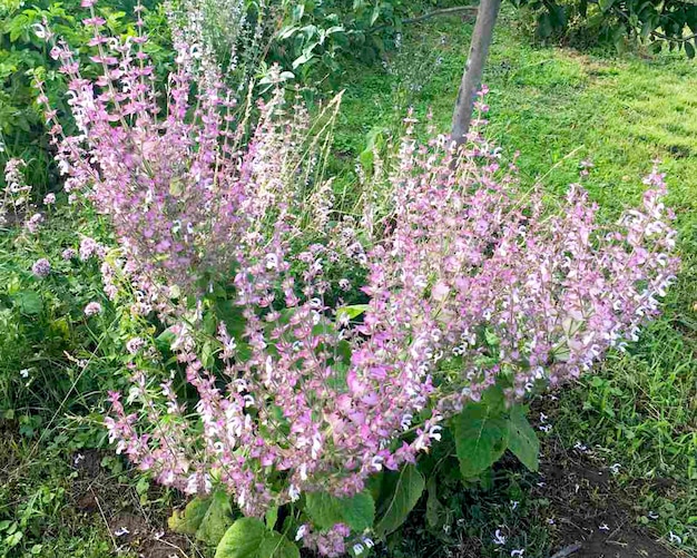 Clary sage Salvia sclarea.