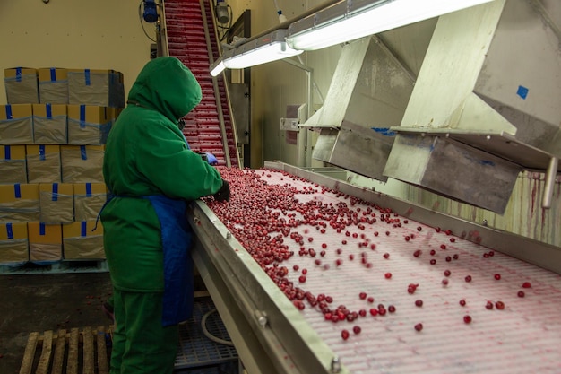 Clasificación manual de cerezas congeladas en la cinta transportadora Trabajador con uniforme cálido en la tienda de congelación de bayas