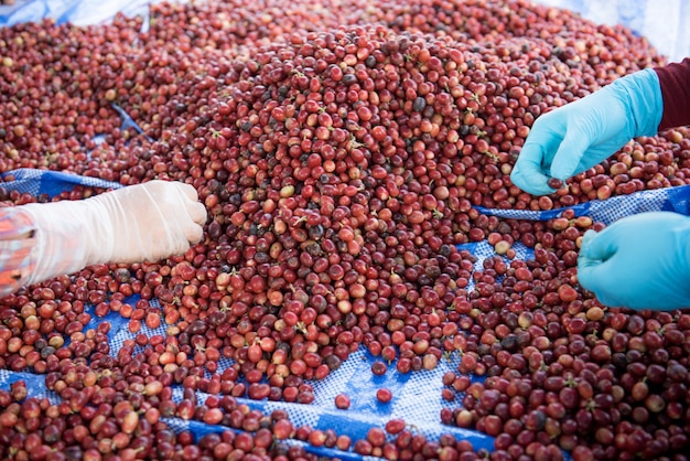 Foto clasificar los granos de café buenos y los granos de café rotos a dos manos