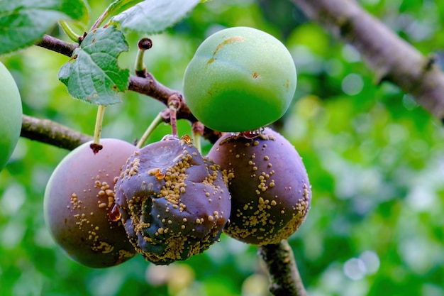 Clasterosporium Enfermedad fúngica de las ciruelas.