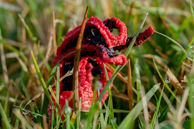 Clathrus archeri Berk Dring Stinkhorn hongo alienígena Un hongo rojo muy raro entre la hierba