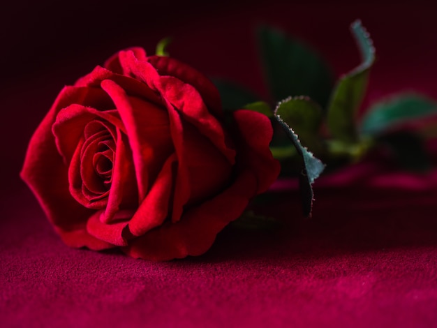 La clave baja del concepto rojo del día de San Valentín se levantó con un fondo rosa