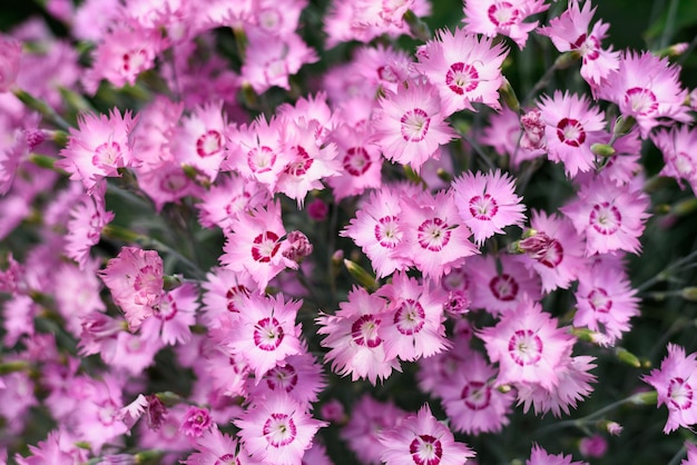 El clavel plumoso rosa crece en el jardín en verano