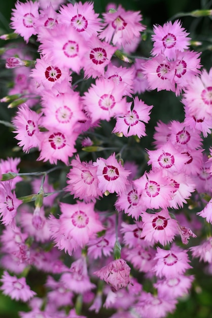 El clavel plumoso rosa crece en el jardín en verano