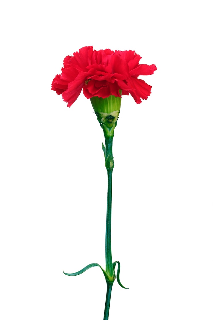 Foto clavel rojo aislado en blanco