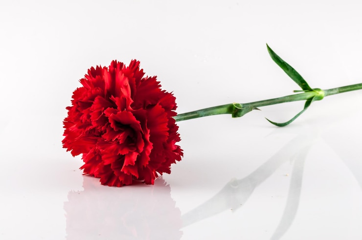 Foto clavel rojo aislado sobre fondo blanco.