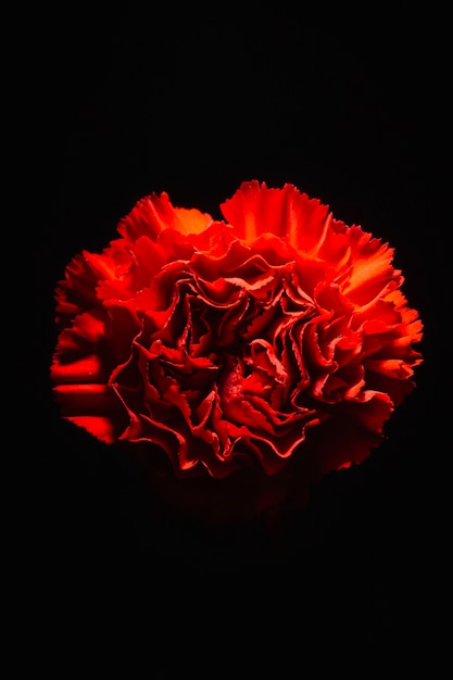 Foto clavel rojo en negro