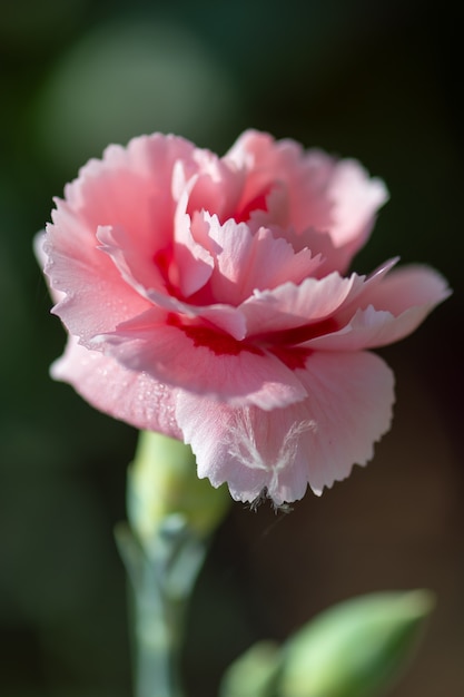 Clavel rosa floreciendo en un jardín inglés | Foto Premium