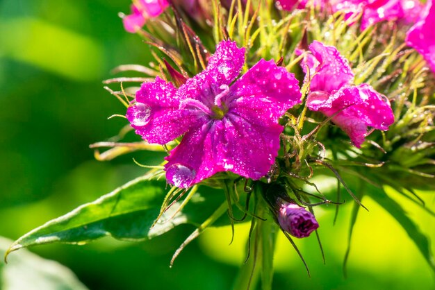 Clavel turco en flor Dianthus barbatus