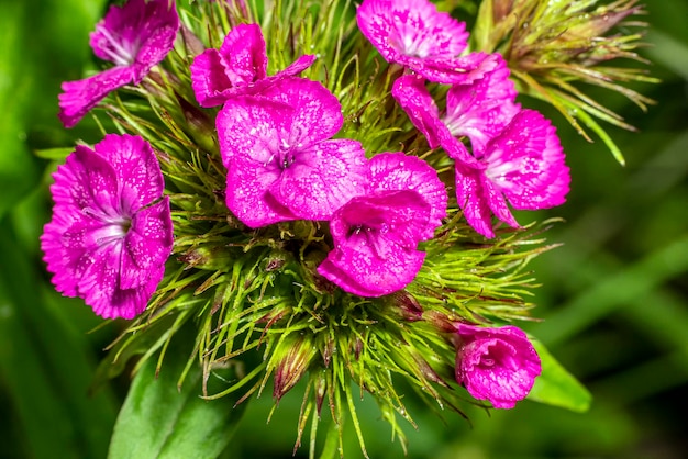 Clavel turco en flor Dianthus barbatus