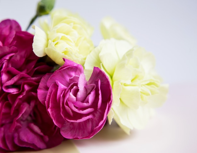 Claveles rosa púrpura y verde amarillo sobre un fondo lila blanco. Flores rosadas. Lugar para el texto. Día de la Madre. Tarjeta de felicitación. Día de la boda. Día de San Valentín.