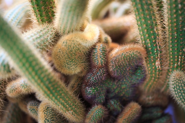 Cleistocactus winteri Die Textur des Kaktus Viele Äste mit Dornen Hintergrund für Kakteenfarm oder Blumenladen