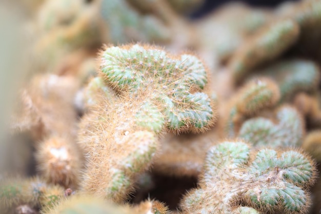 Cleistocactus winteri Die Textur des Kaktus Viele Äste mit Dornen Hintergrund für Kakteenfarm oder Blumenladen
