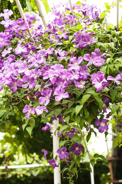 Foto clemátide púrpura en el arco en el jardín