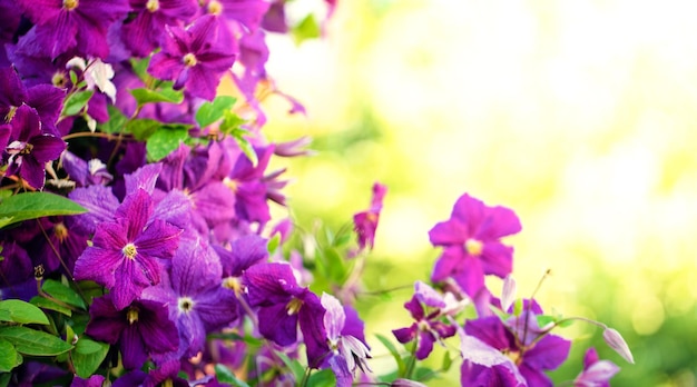 Clemátide retorcida floreciente en el jardín Grandes flores de color púrpura brillante