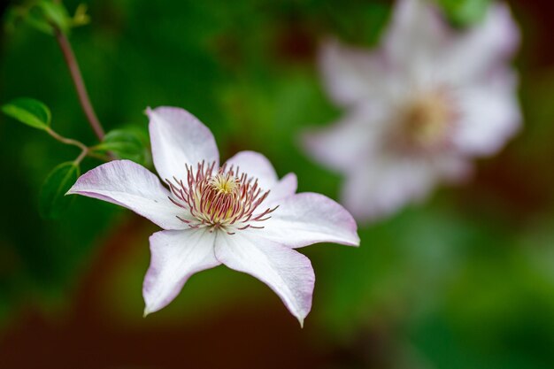 Clematis blanco florece en el jardín