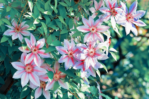 Clematis blüht im Garten