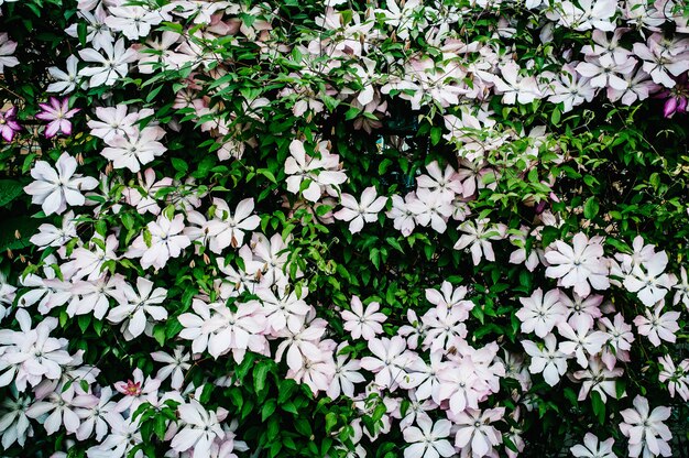 Clematis Blüten sind sanft rosa und lila und grüne Blätter.