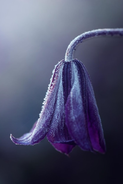 Clematis Blume im Frost an einem kalten Herbstmorgen auf dunklem Hintergrund