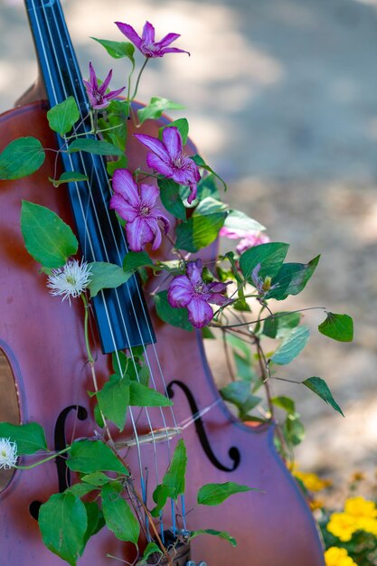 Foto clematis com violino