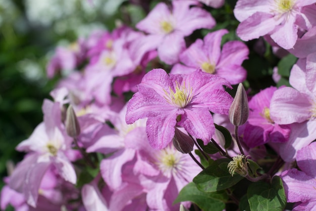 Clematis Comtesse de Bouchaud en jardín