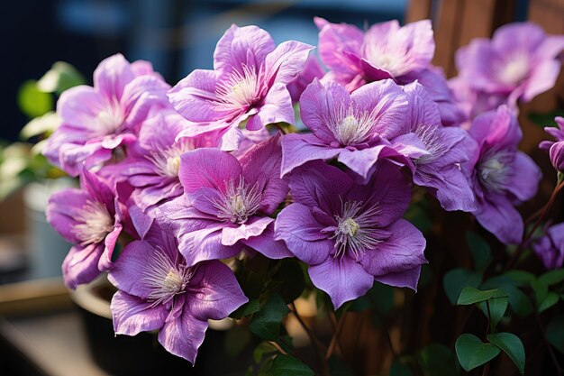 La clematis en flor en el jardín