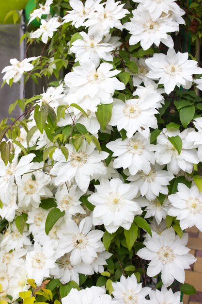 Clematis floresce cobrindo completamente uma cerca no jardim doméstico.