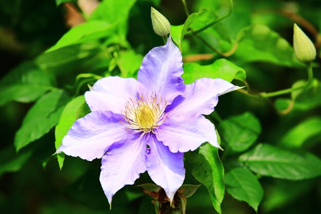 Clematis hybridas ou flor de videira vaso florescendo no jardim com folhas verdes