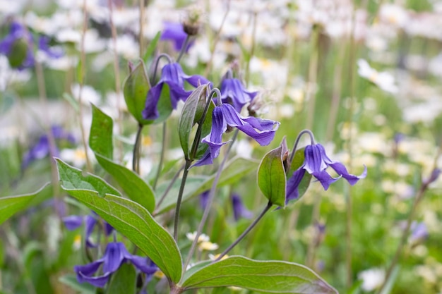 Clematis integrifolia rosada en el jardín