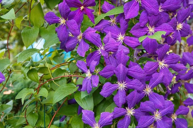 Foto clematis, jackmanii, ist eine schöne kletterpflanze mit violetten blüten. es blüht den ganzen sommer.