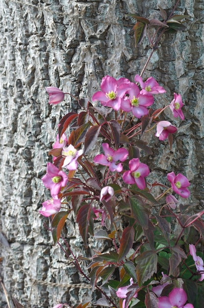 Clematis Montana en un árbol