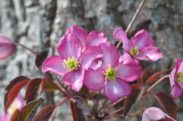 Clematis Montana auf einem Baum