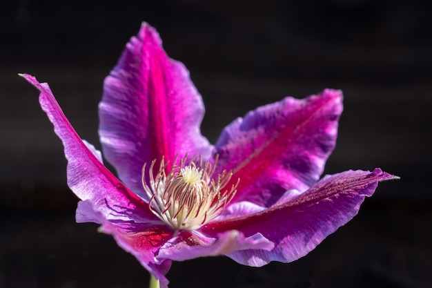 Clematis rosa florescendo ao sol de verão