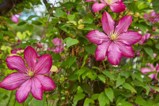 Clematite rosa florida