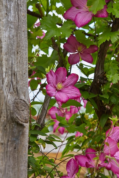 Clematite rosa florida