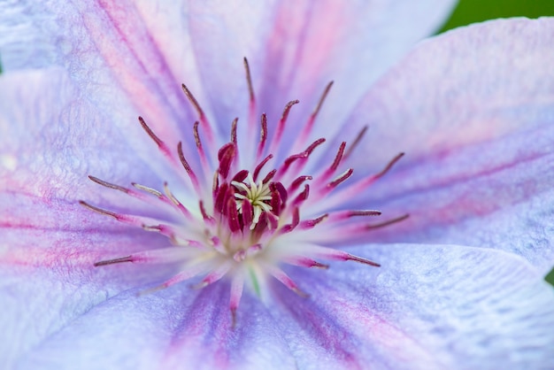 Foto clematite roxa em garten.