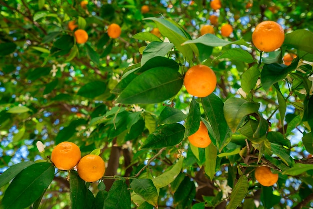 Clementinas amadurecendo na árvore contra o céu azul Tangerina Laranjas em uma árvore cítrica