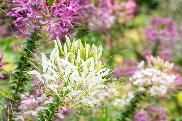 Cleome blanco o flor de araña