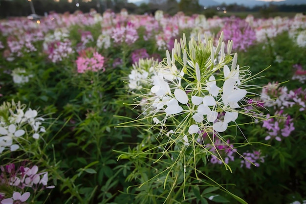 Cleome-Blume auf Cleome-Baum im Garten blühen