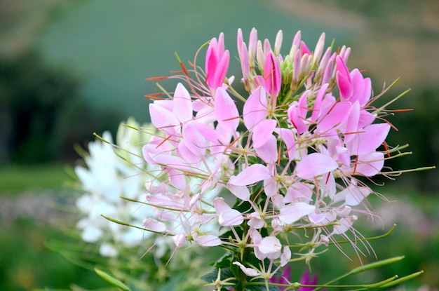 Cleome spinosa Jacq Araña flor espinosa spiderflower rosa reina