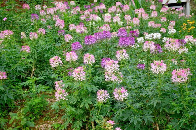 Cleome spinosa Jacq Araña flor espinosa spiderflower rosa reina