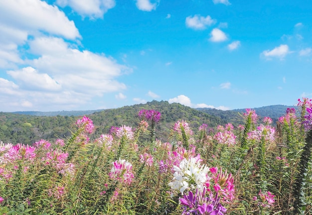 Cleome spinosa o campo de flores de araña