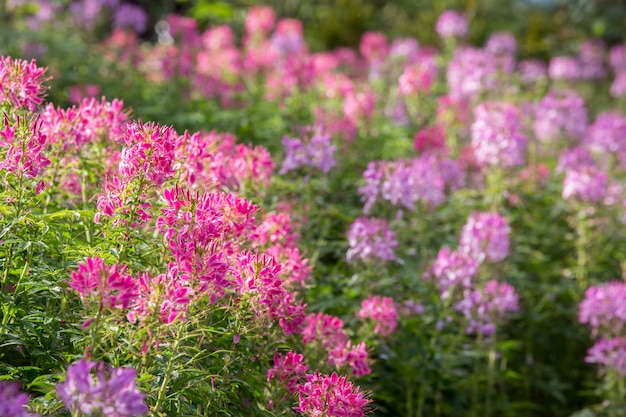 Cleome spinosa oder Spinnenblume