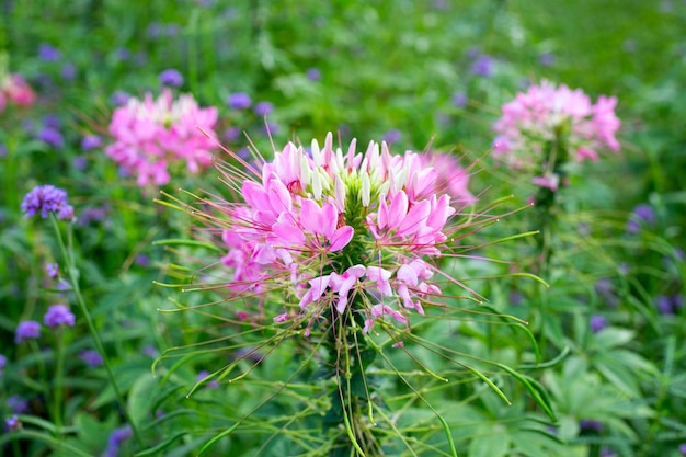 Cleome spinosa en el parque