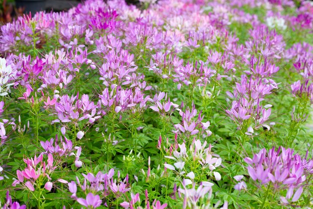 Cleome spinosa en el parque