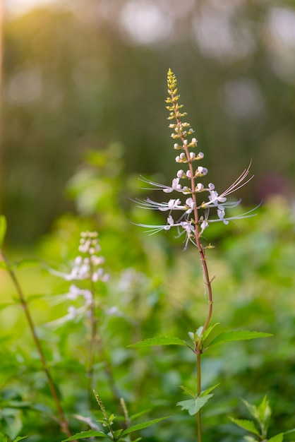 Foto clerodendrum serratum é uma erva com muitos benefícios plantas herbáceas no verão